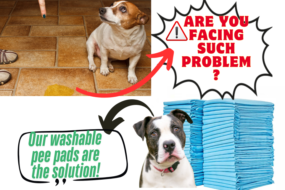 Potty Training an 8 Week Old Puppy