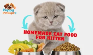 homemade cat food for kitten